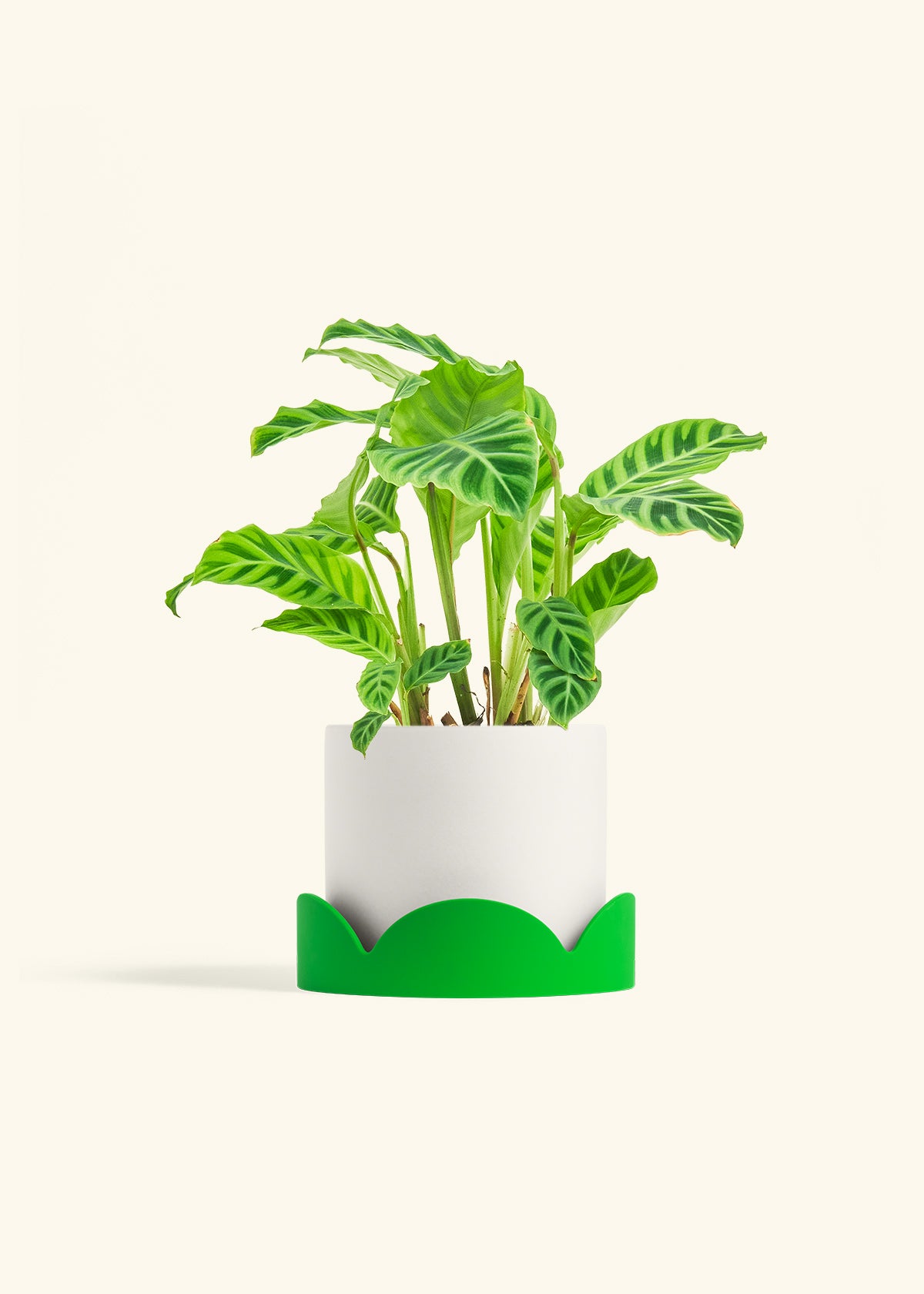 Zebra Calathea in a 6 inches Oat Classic Cylinder Planter in a Beech Wood Stand