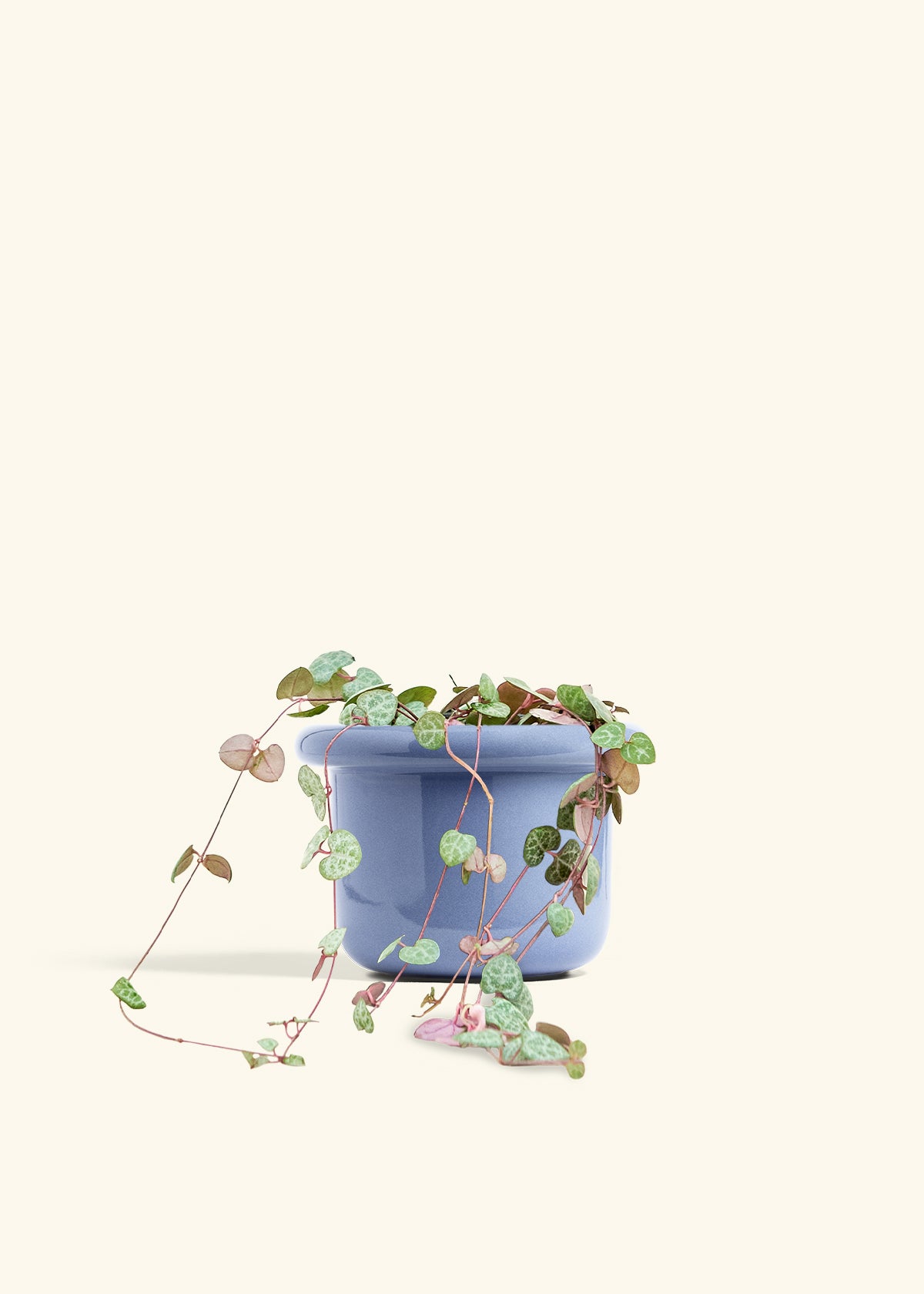 String of Hearts in a 6 inches Fat Lip Blue Planter