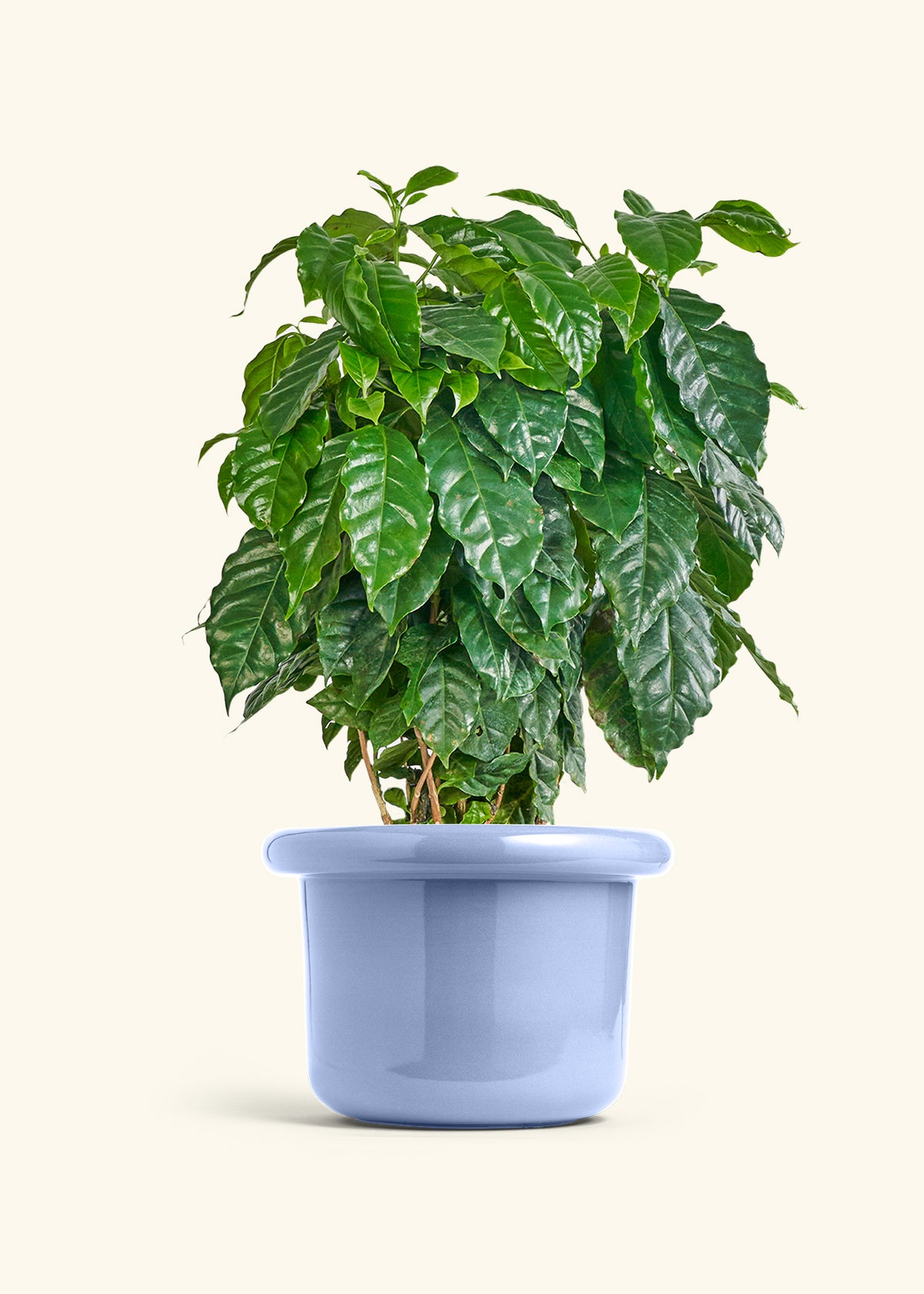 Coffee Plant in a 10 inches Fat Lip Blue Planter