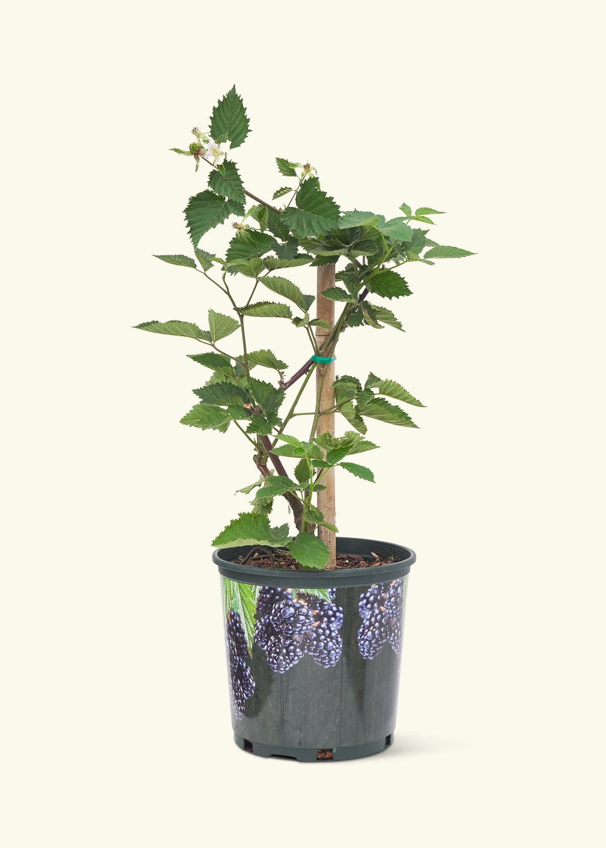 blackberry plant in a pot Blackberry Bush