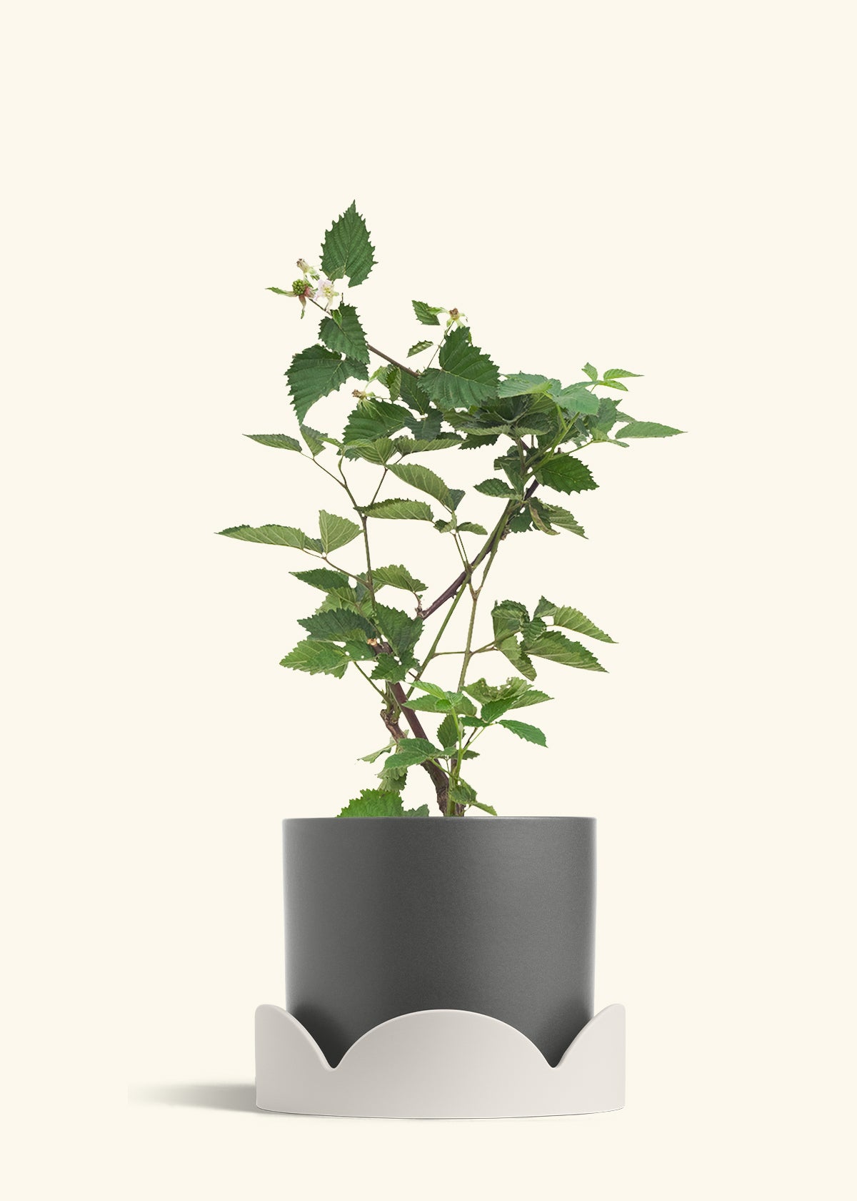 Classic Planter Tray Combo, Charcoal