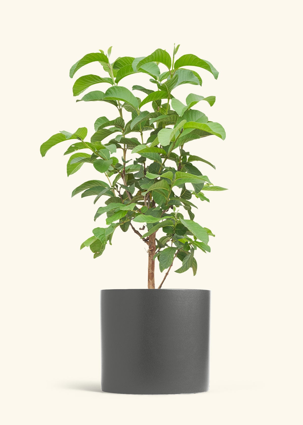 Guava Tree in a 10 inches Charcoal Classic Cylinder Planter
