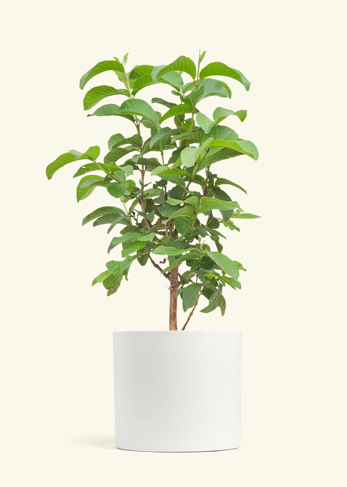 Guava Tree in a 10 inches White Classic Cylinder Planter