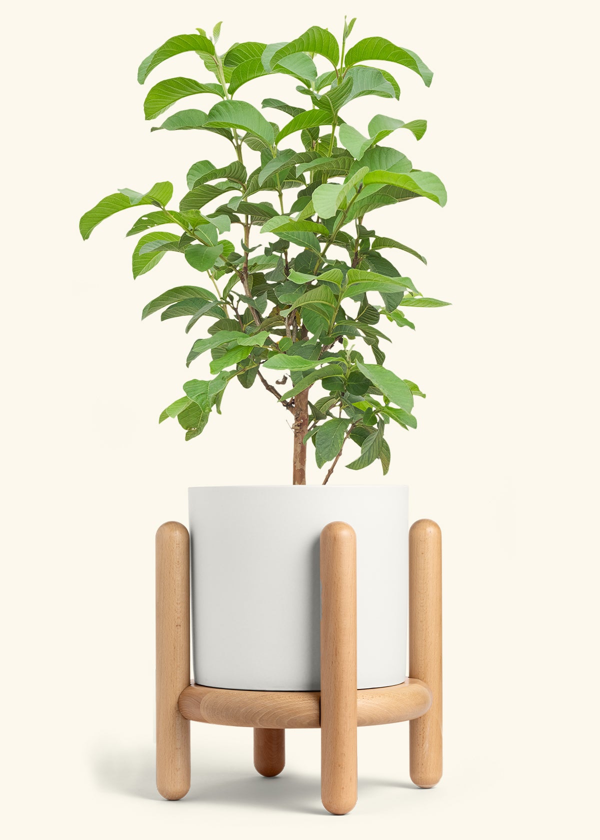 Classic Planter Stand Combo, Oat