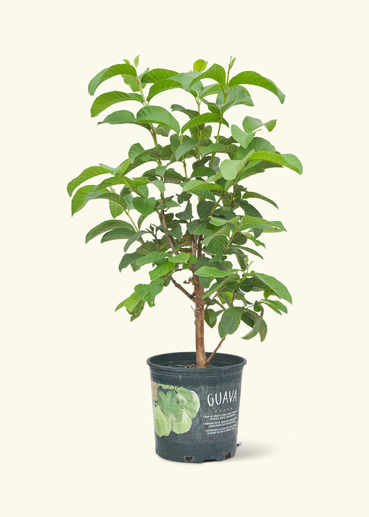 Guava Tree in a 7 inches grow pot