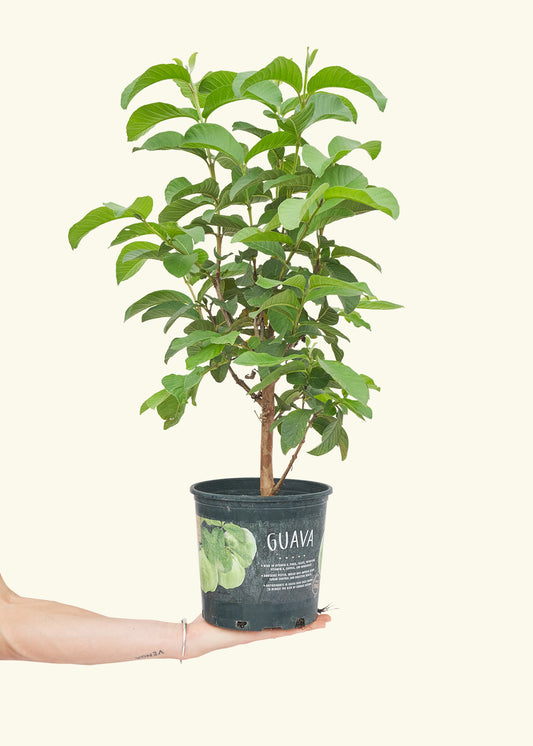 Guava Tree in a 7 inches grow pot