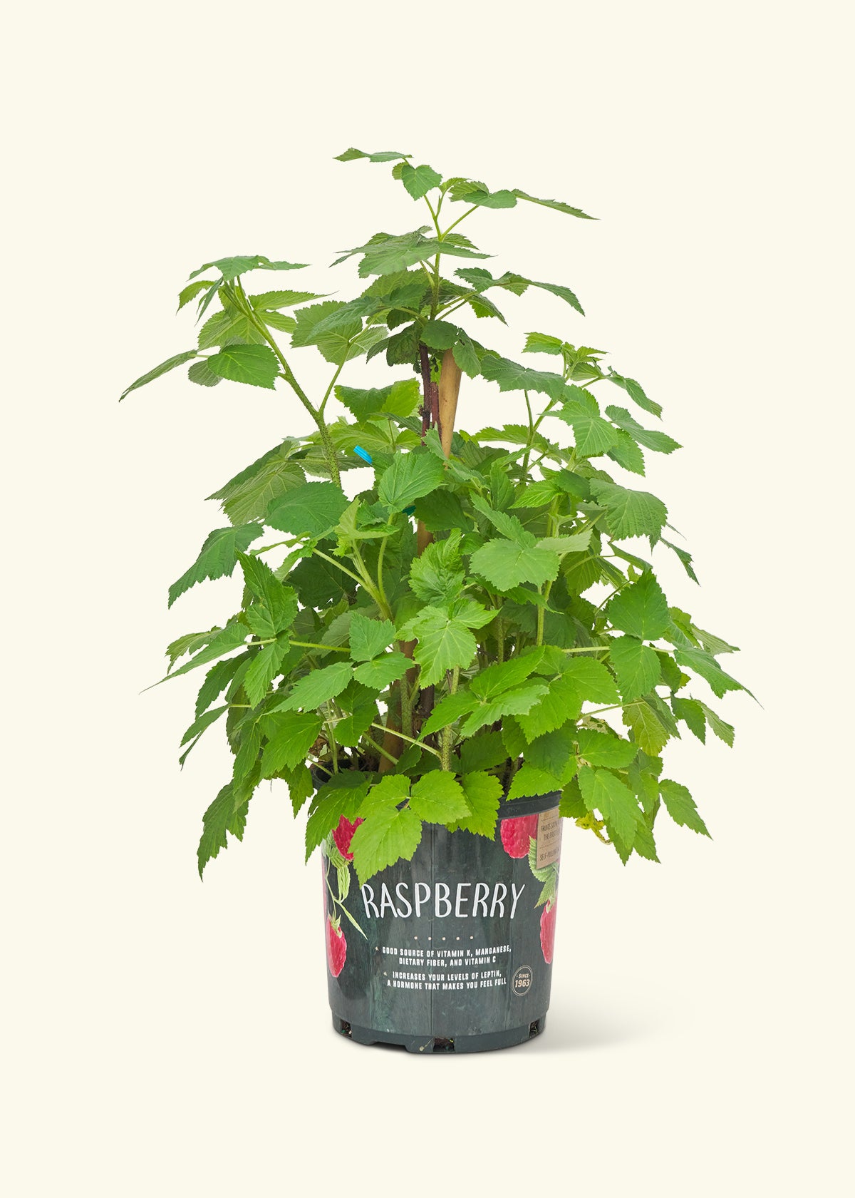 pot size for raspberry plant Raspberry Bush