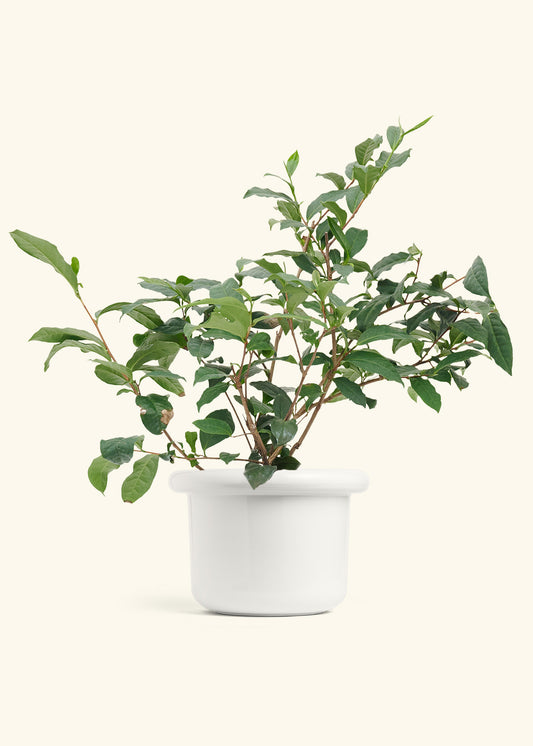 Tea Plant in a 7 inches Fat Lip White Planter
