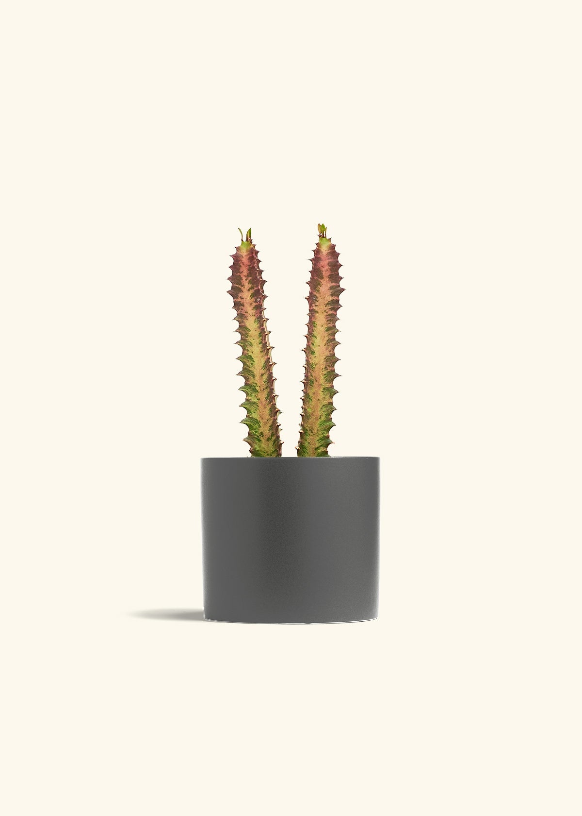 African Milk Tree in a 6 inches Charcoal Classic Cylinder Planter