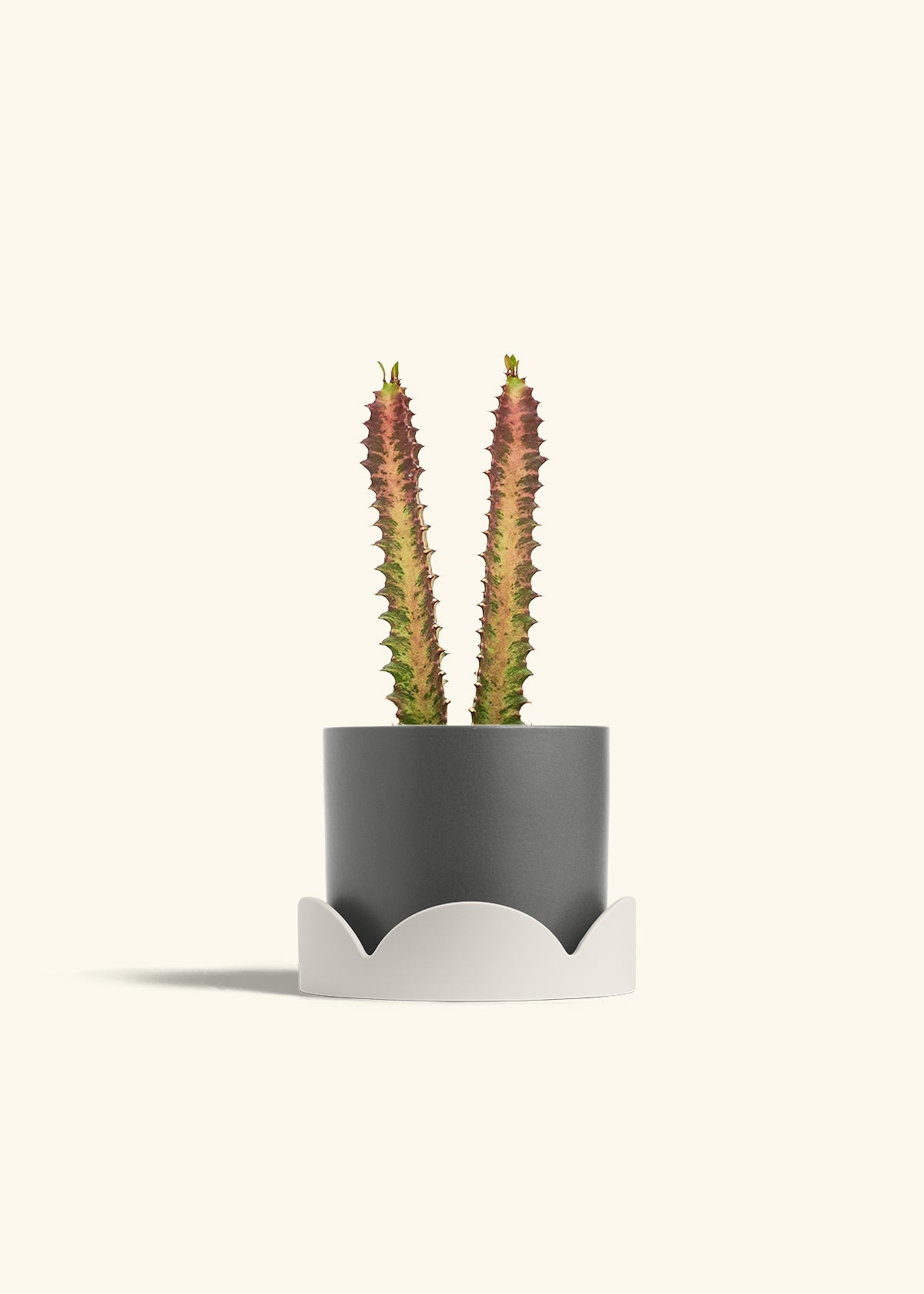 African Milk Tree in a 6 inches Charcoal Classic Cylinder Planter in a Oat Petal Drip Tray