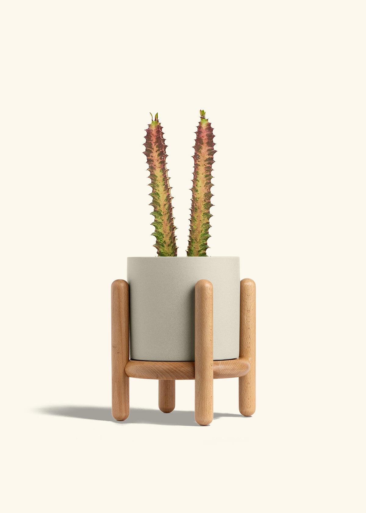 African Milk Tree in a 6 inches Oat Classic Cylinder Planter in a Beech Wood Stand