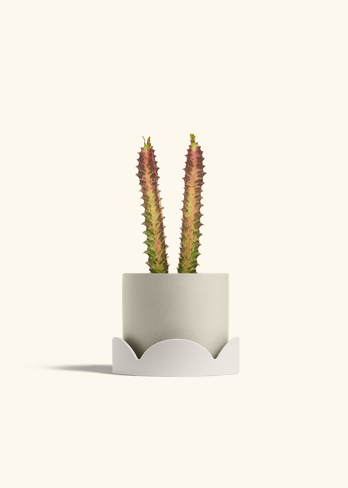 African Milk Tree in a 6 inches Oat Classic Cylinder Planter in a Oat Petal Drip Tray