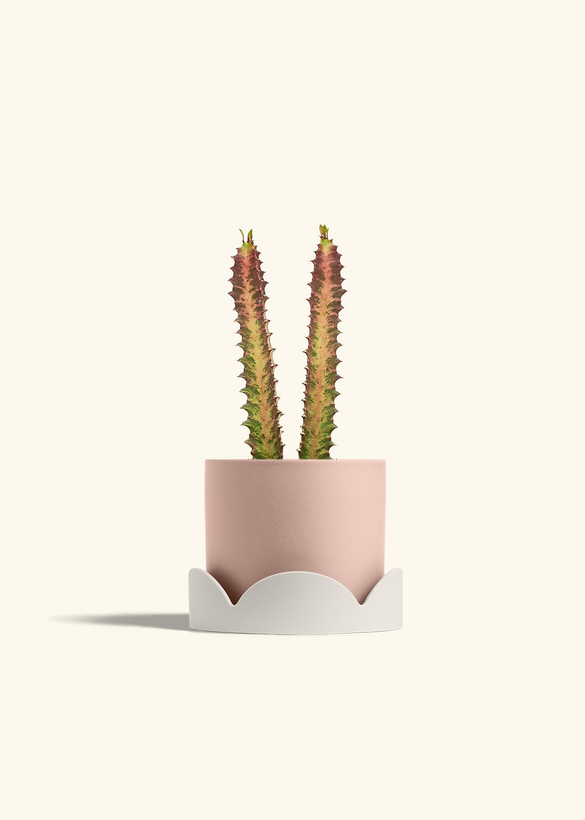 African Milk Tree in a 6 inches Pink Classic Cylinder Planter in a Oat Petal Drip Tray