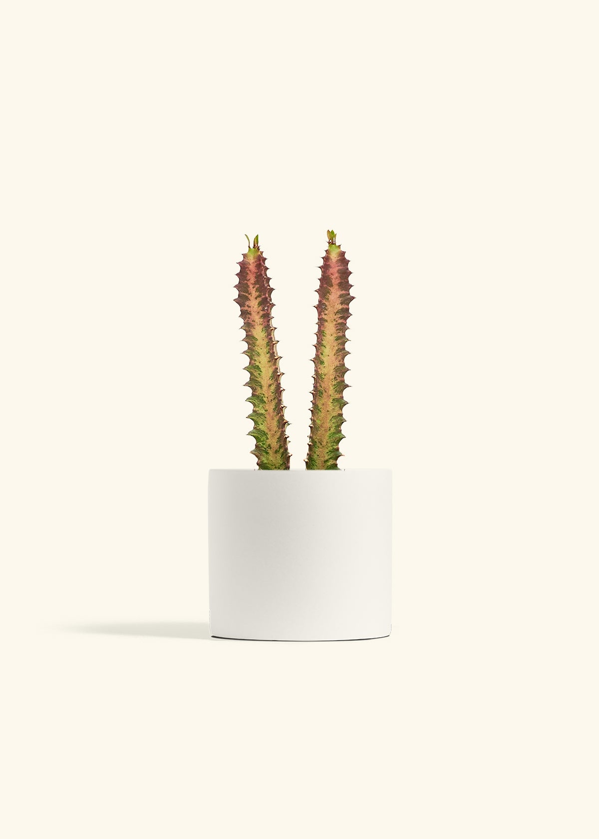 African Milk Tree in a 6 inches White Classic Cylinder Planter