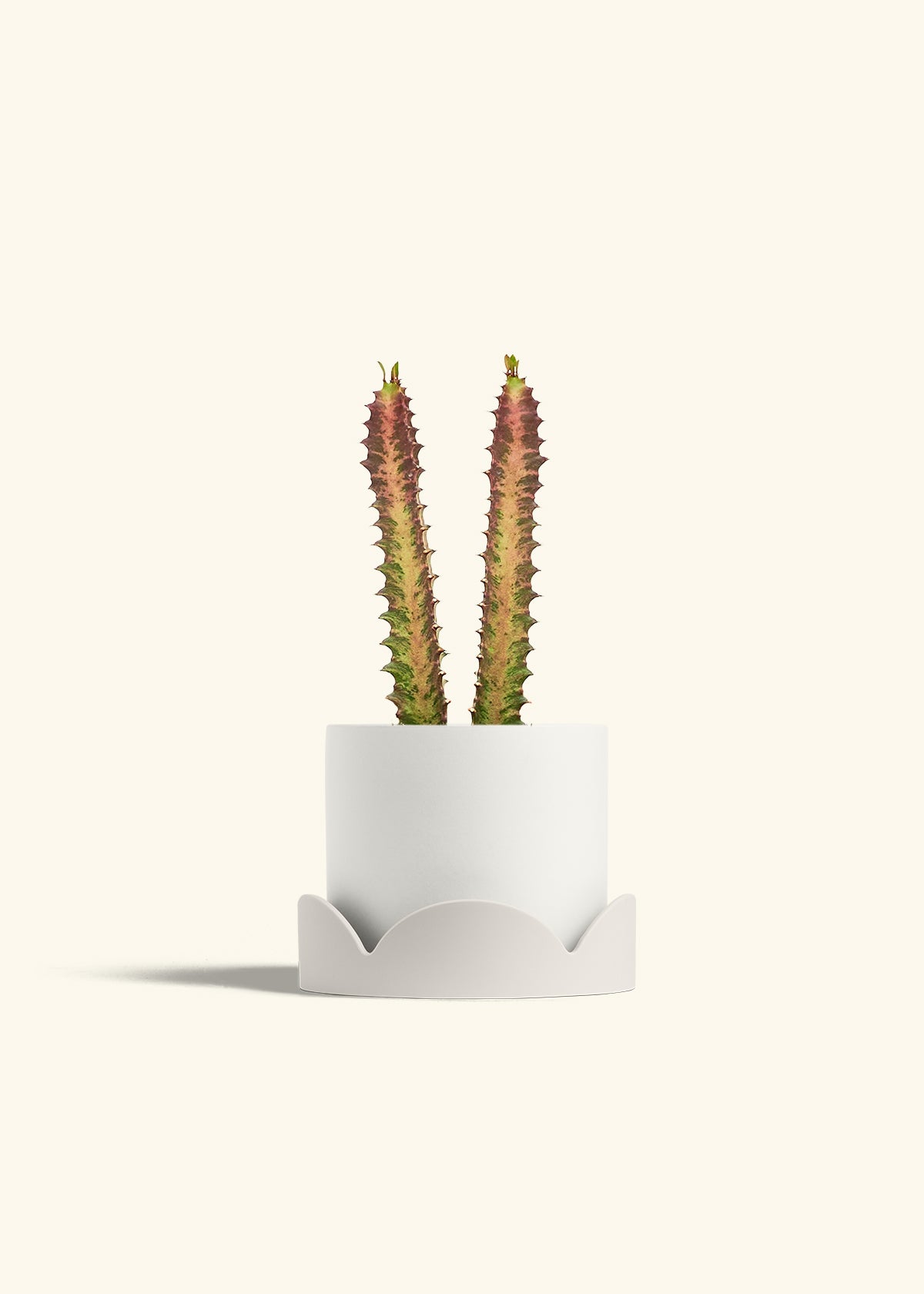 African Milk Tree in a 6 inches White Classic Cylinder Planter in a Oat Petal Drip Tray