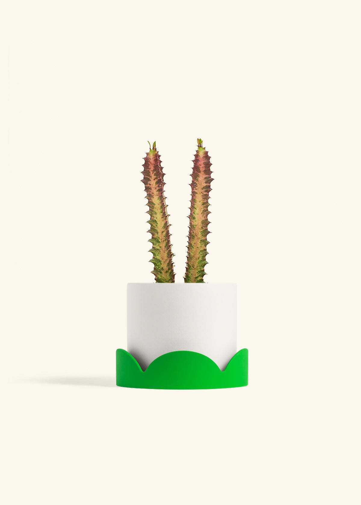 African Milk Tree in a 6 inches White Classic Cylinder Planter in a Shamrock Petal Drip Tray