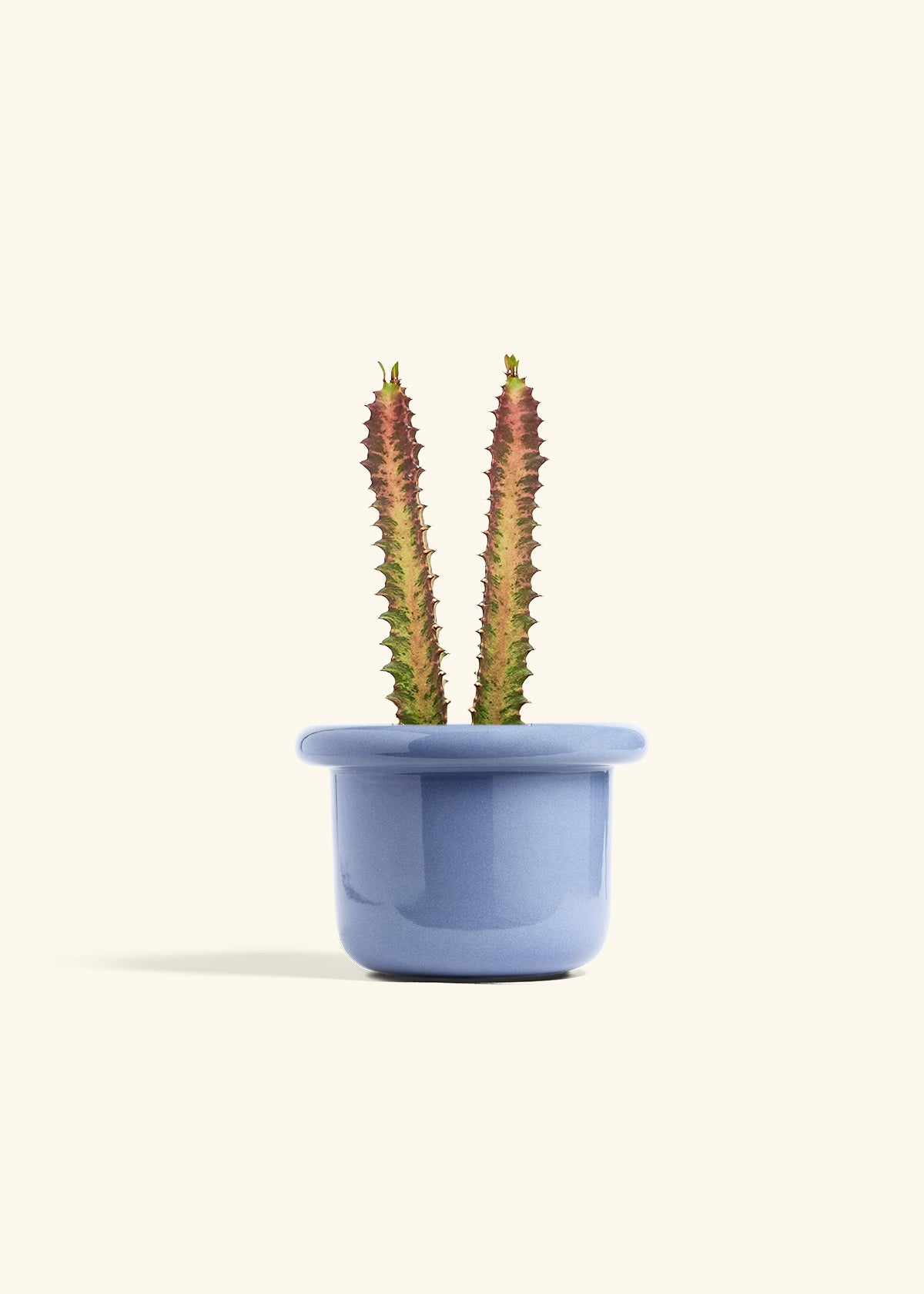 African Milk Tree in a 6 inches Fat Lip Blue Planter