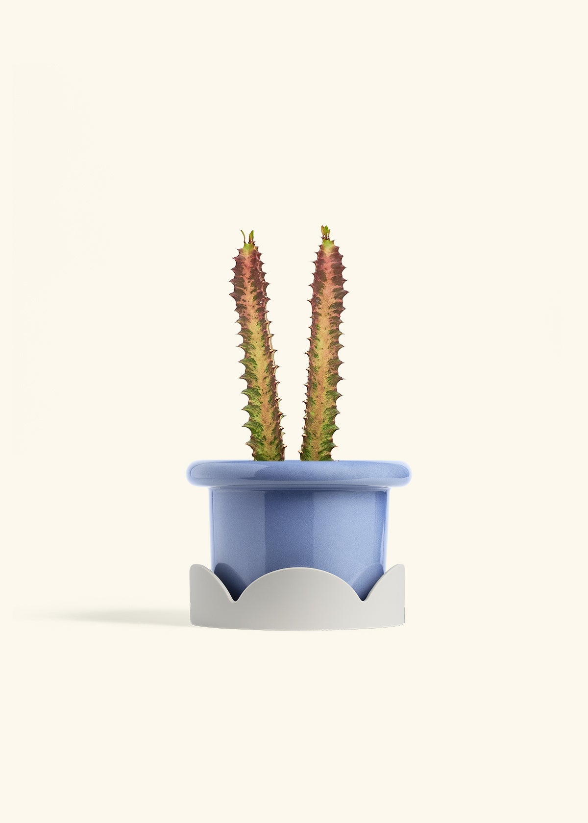 African Milk Tree in a 6 inches Fat Lip Blue Planter in a Oat Petal Drip Tray