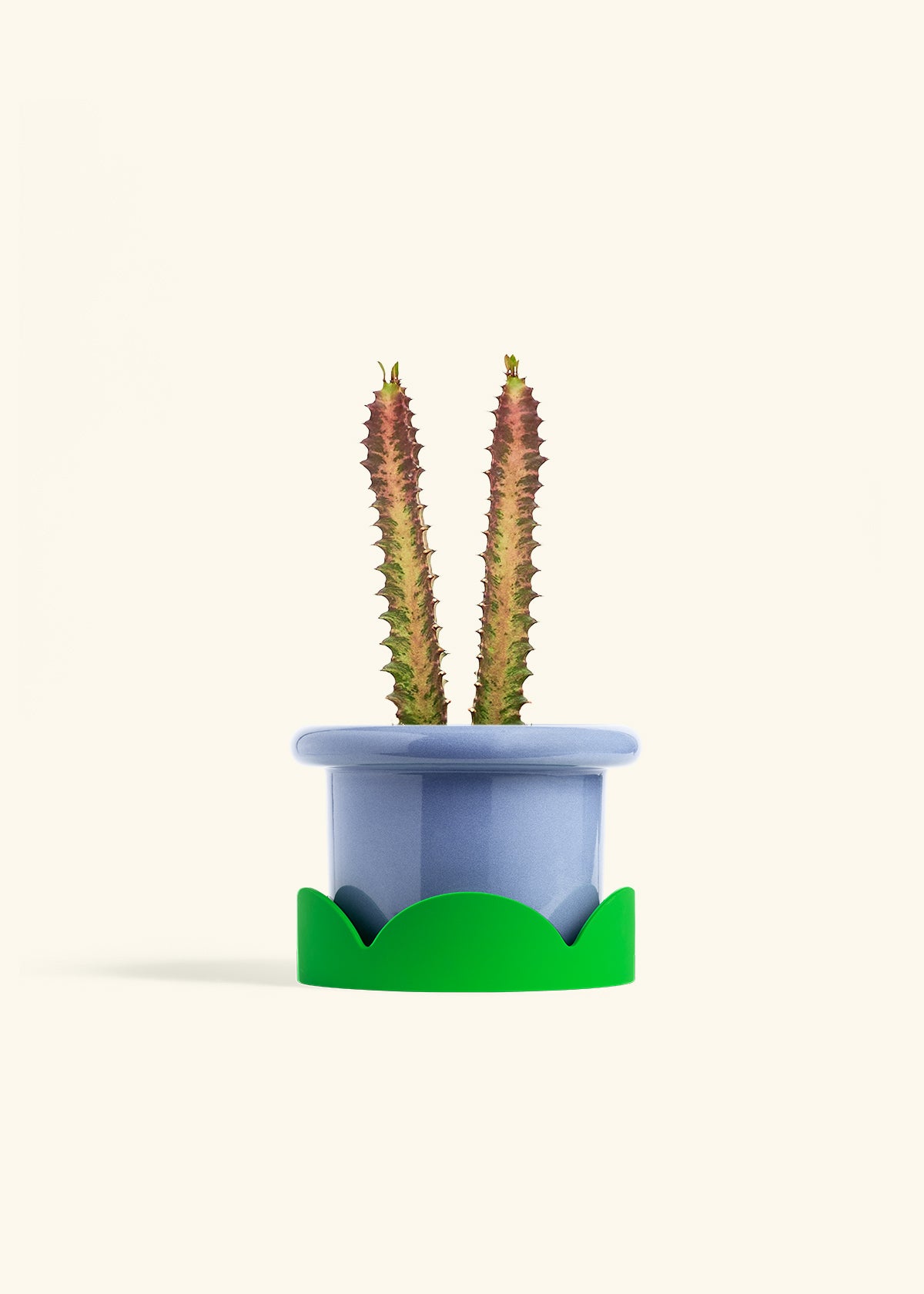 African Milk Tree in a 6 inches Fat Lip Blue Planter in a Shamrock Petal Drip Tray