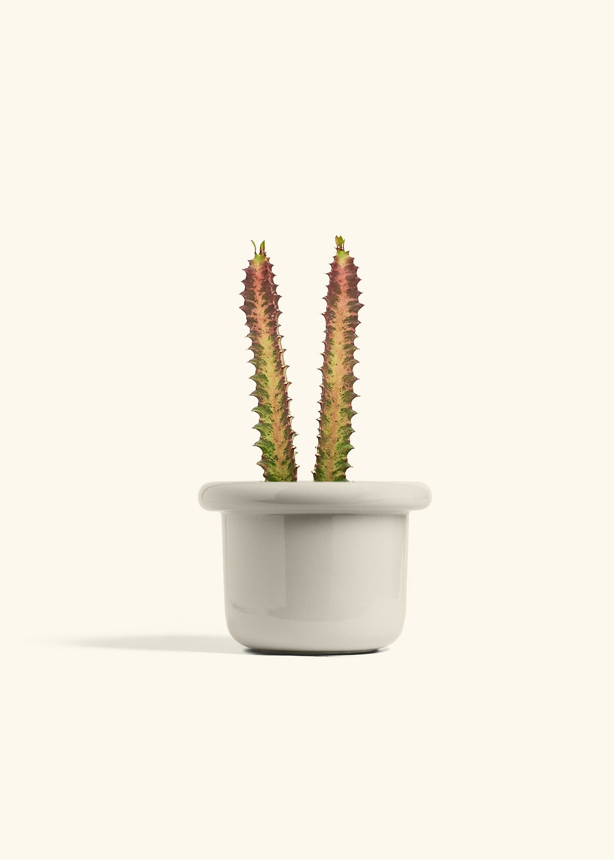 African Milk Tree in a 6 inches Fat Lip Oat Planter
