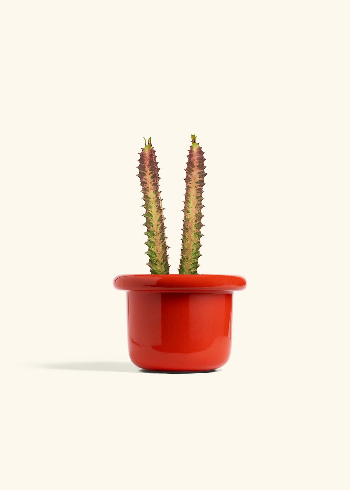 African Milk Tree in a 6 inches Fat Lip Red Planter in a Shamrock Petal Drip Tray