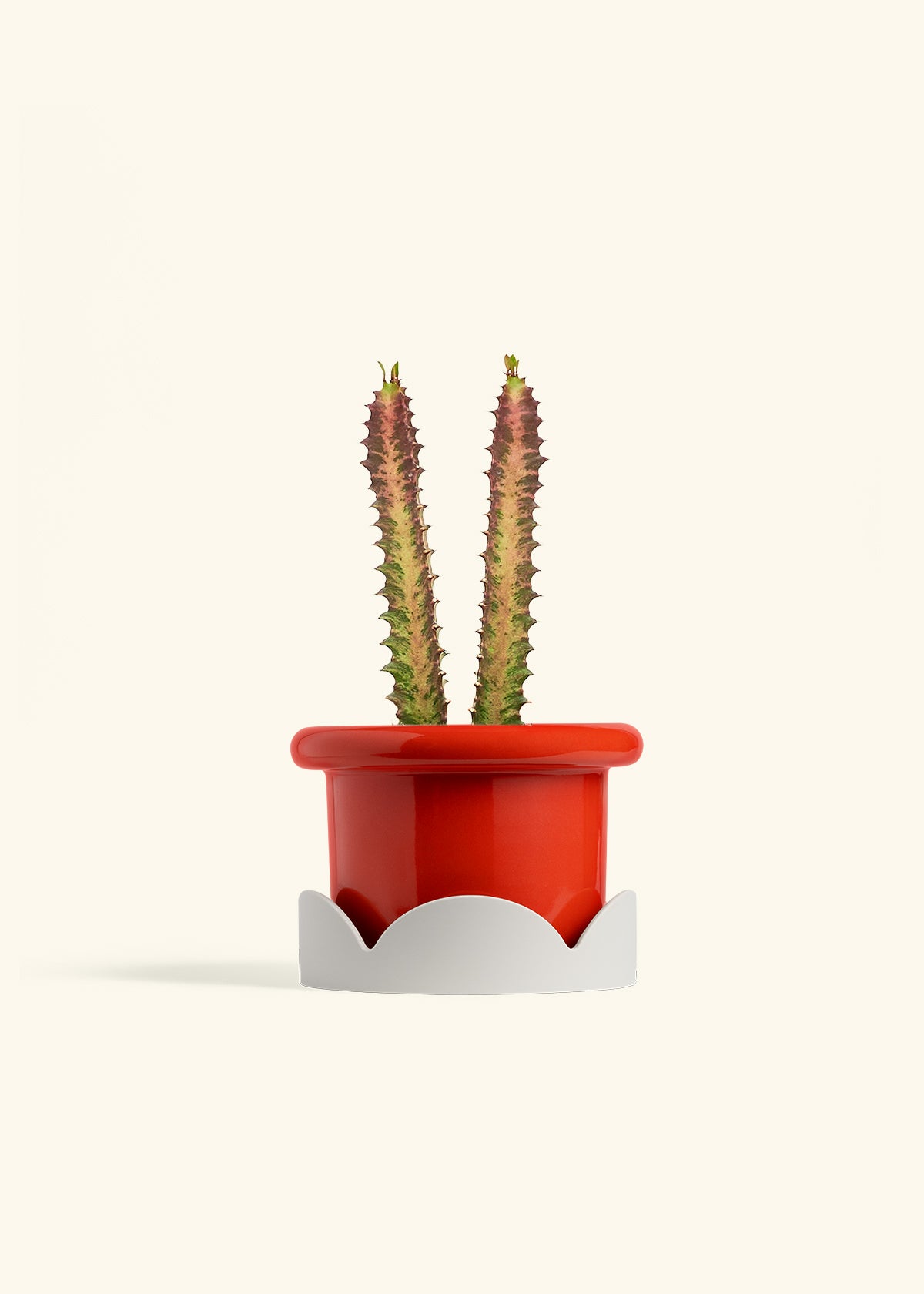 African Milk Tree in a 6 inches Fat Lip Red Planter in a Oat Petal Drip Tray