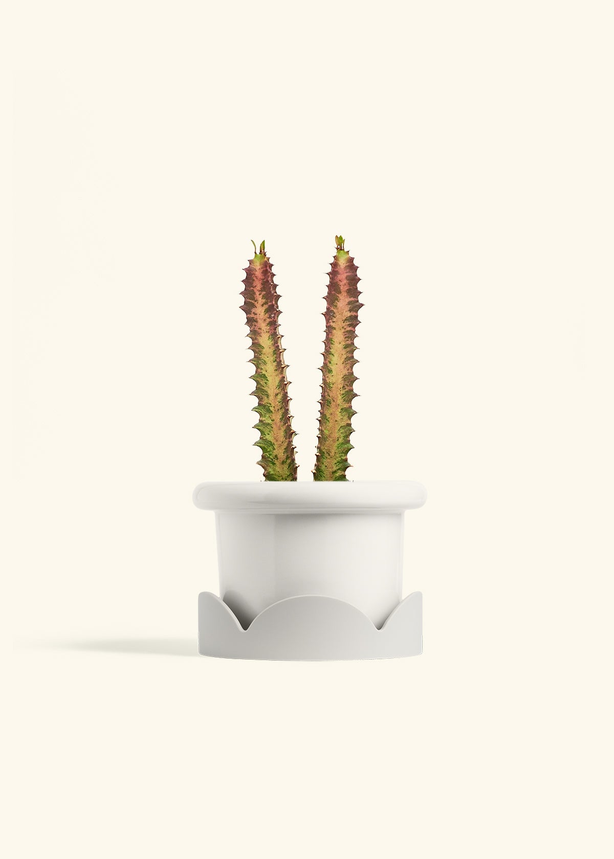 African Milk Tree in a 6 inches Fat Lip White Planter in a Oat Petal Drip Tray