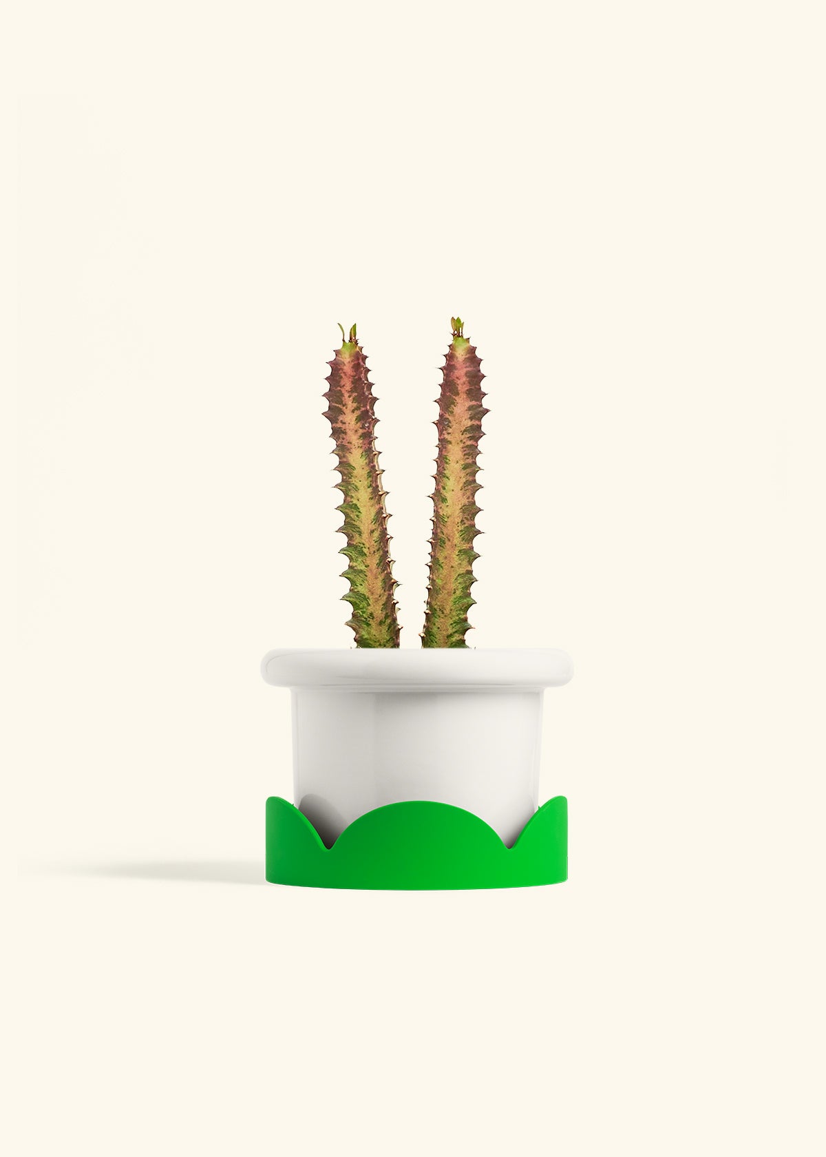 African Milk Tree in a 6 inches Fat Lip White Planter in a Shamrock Petal Drip Tray