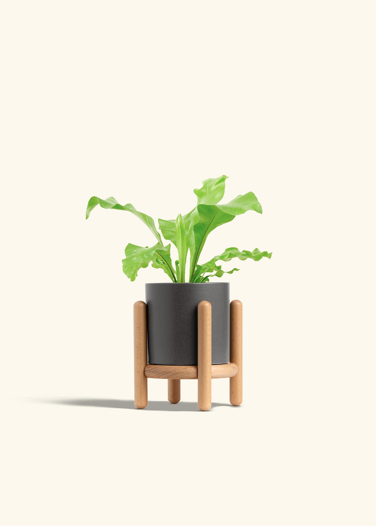 Bird's Nest Fern in a 4 inches Charcoal Classic Cylinder Planter in a Shamrock Petal Drip Tray