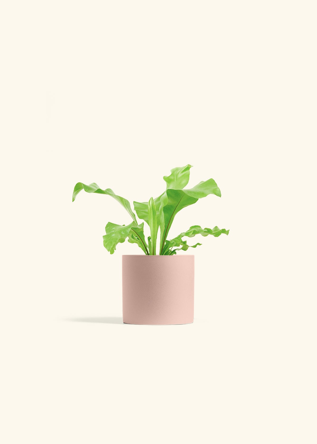 Bird's Nest Fern in a 4 inches Pink Classic Cylinder Planter
