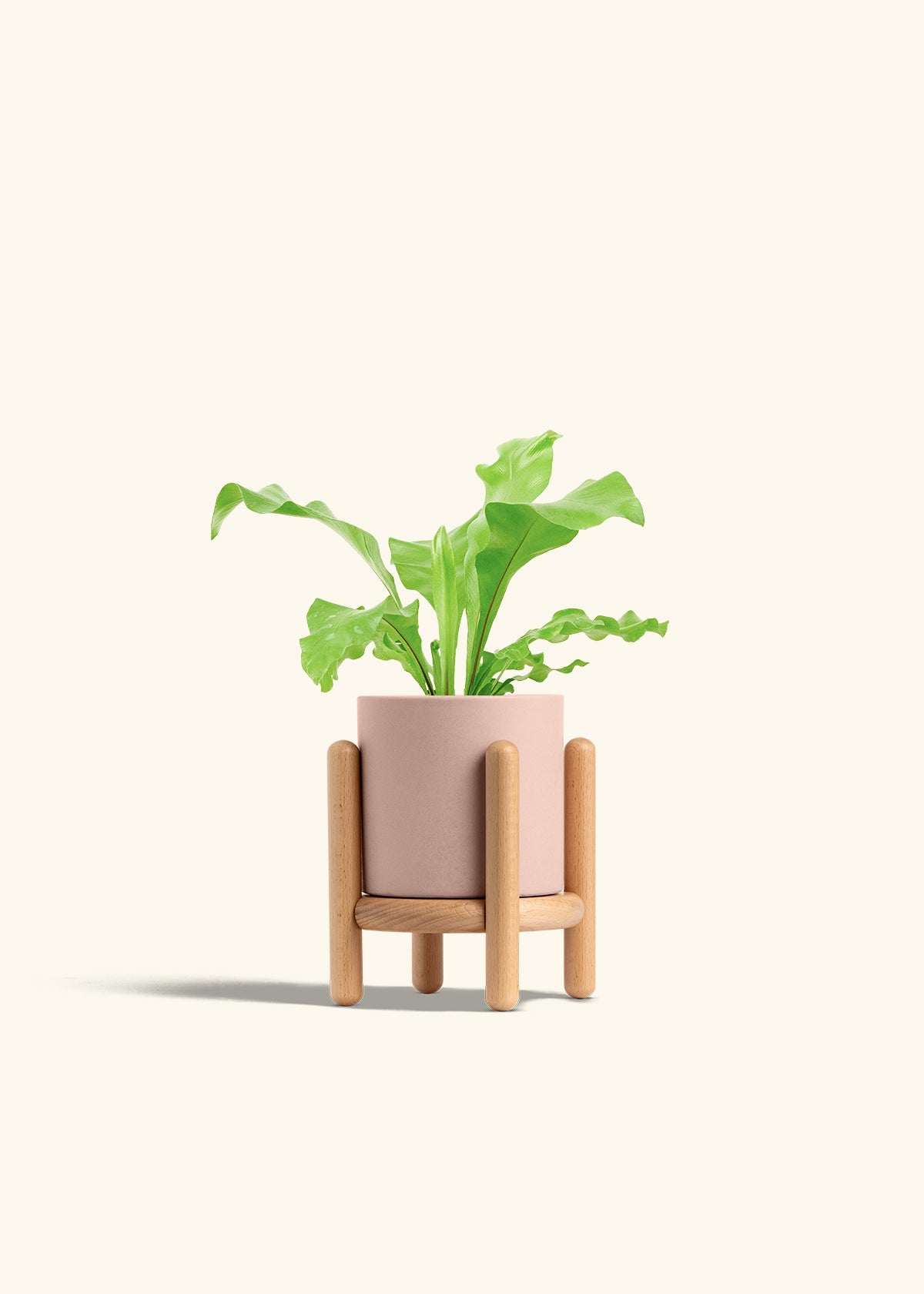 Bird's Nest Fern in a 4 inches Pink Classic Cylinder Planter in a Beech Wood Stand