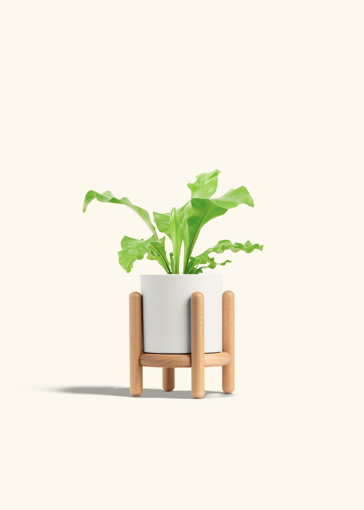 Bird's Nest Fern in a 4 inches White Classic Cylinder Planter in a Beech Wood Stand