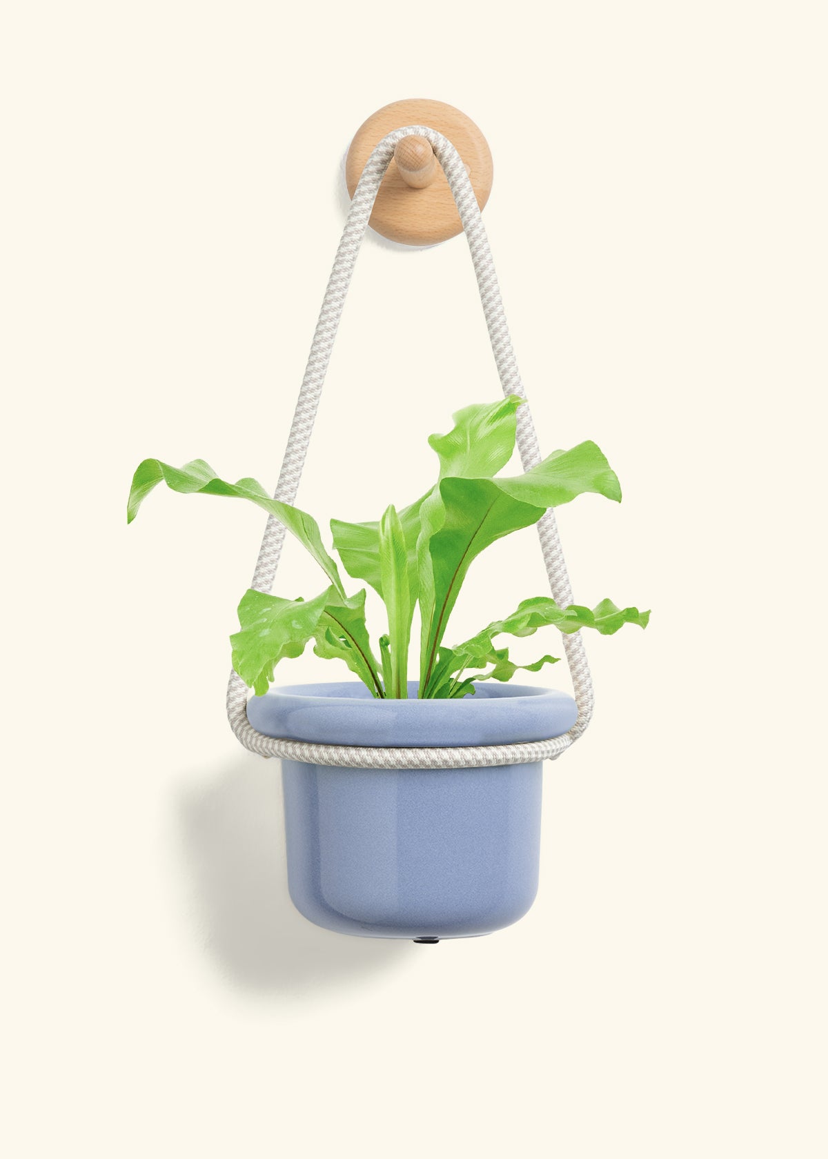 Bird's Nest Fern, Small