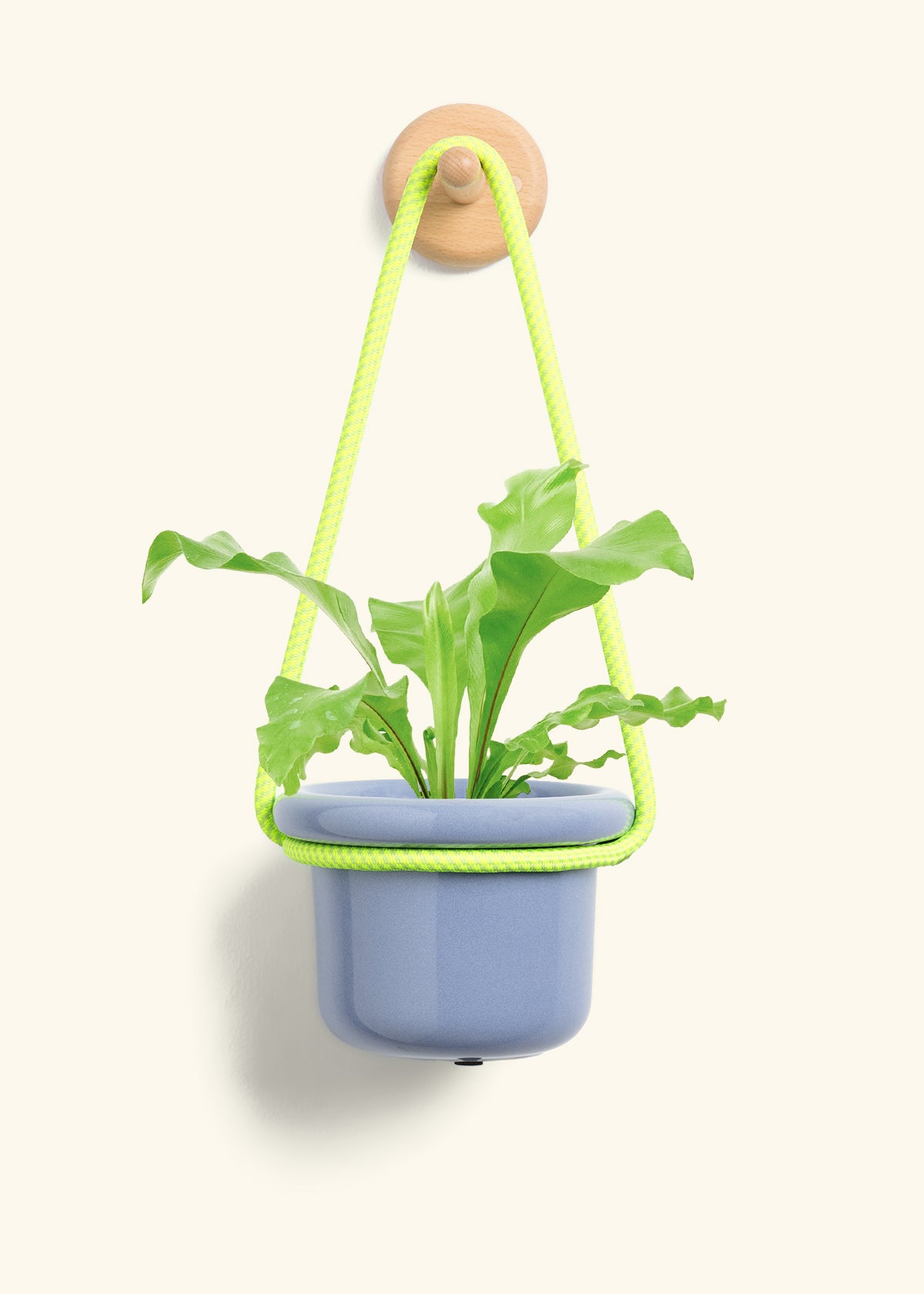 Bird's Nest Fern, Small