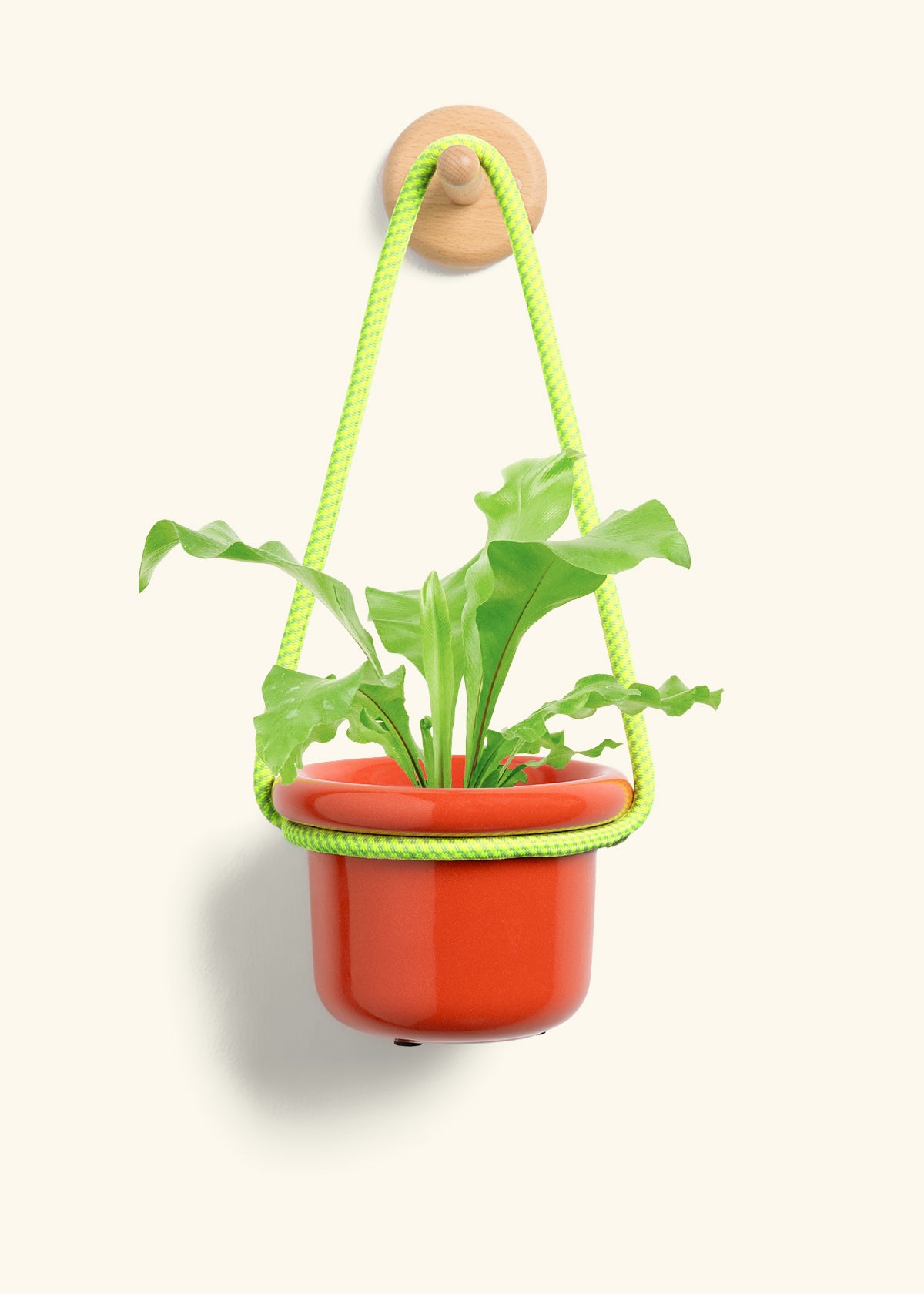 Bird's Nest Fern, Small