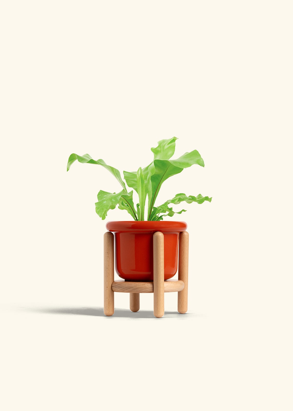 Bird's Nest Fern in a 4 inches Fat Lip Red Planter in a Beech Wood Stand