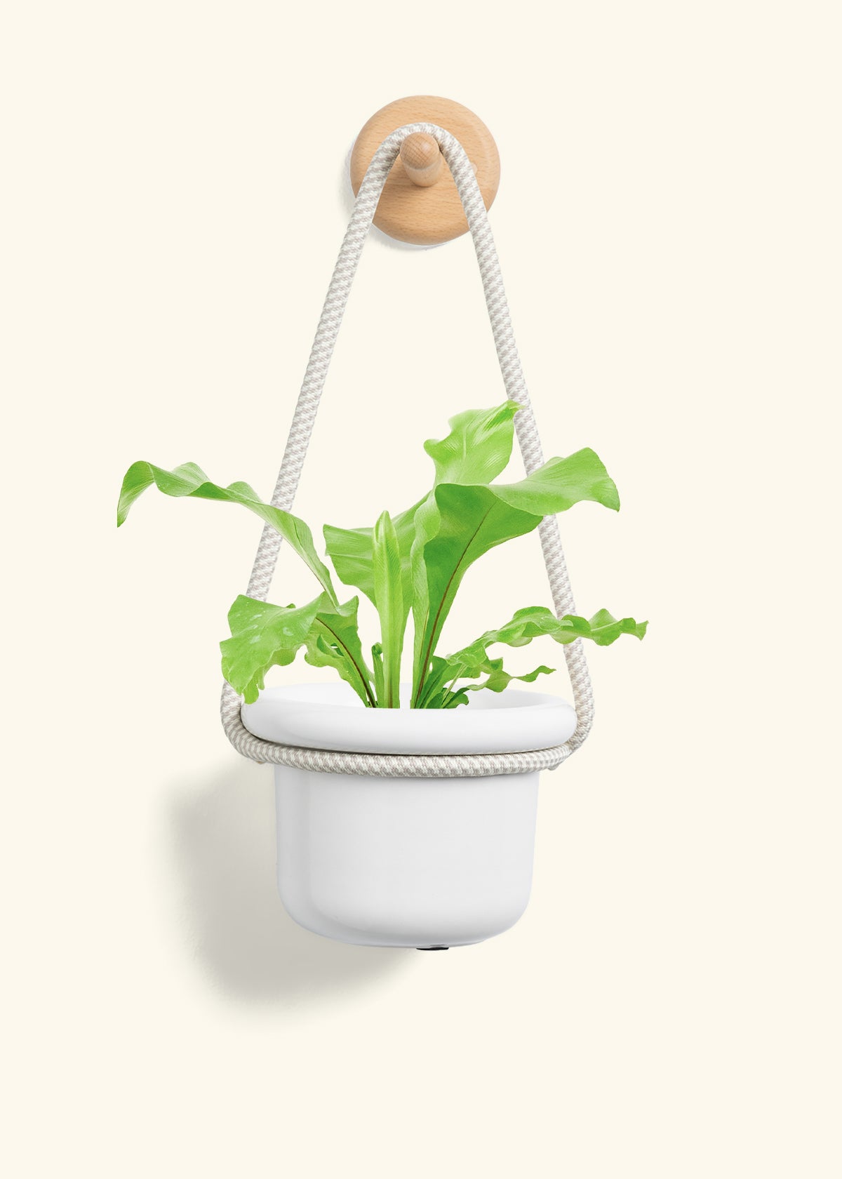 Bird's Nest Fern, Small