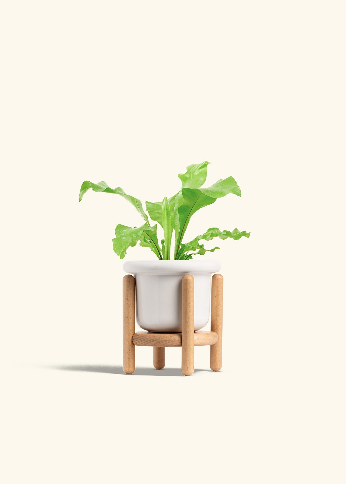 Bird's Nest Fern in a 4 inches Fat Lip White Planter in a Beech Wood Stand