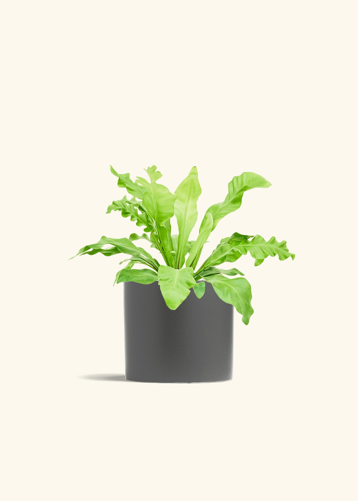 Bird's Nest Fern in a 6 inches Pink Classic Cylinder Planter