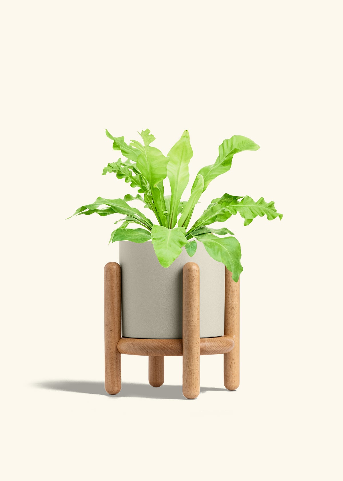 Bird's Nest Fern in a 6 inches Oat Classic Cylinder Planter in a Beech Wood Stand