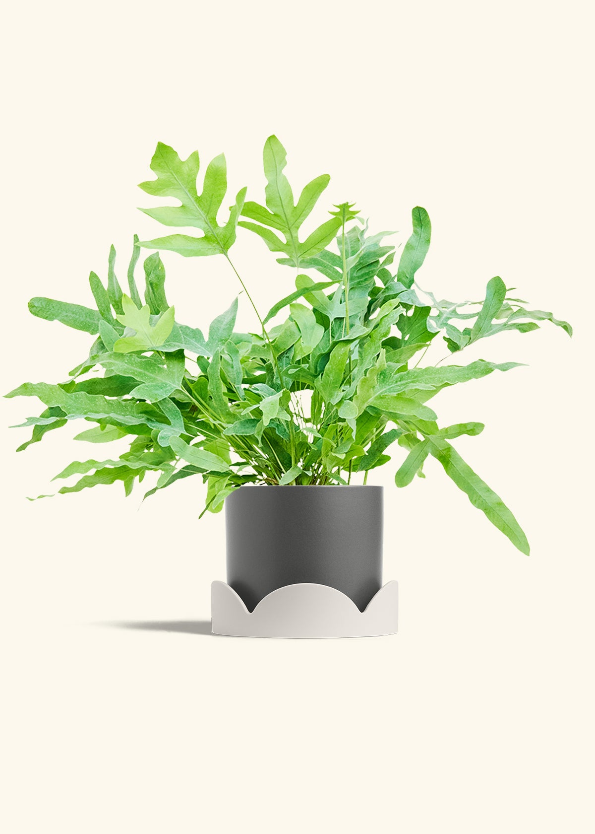 Blue Star Fern in a 6 inches Charcoal Classic Cylinder Planter in a Shamrock Petal Drip Tray