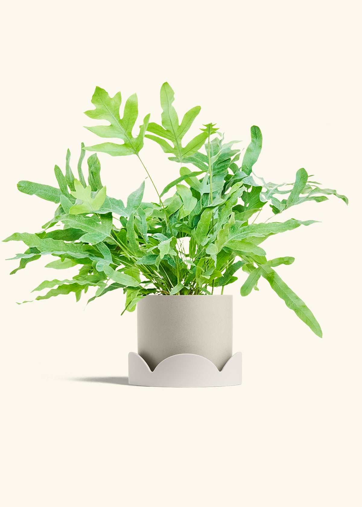 Blue Star Fern in a 6 inches Oat Classic Cylinder Planter in a Oat Petal Drip Tray