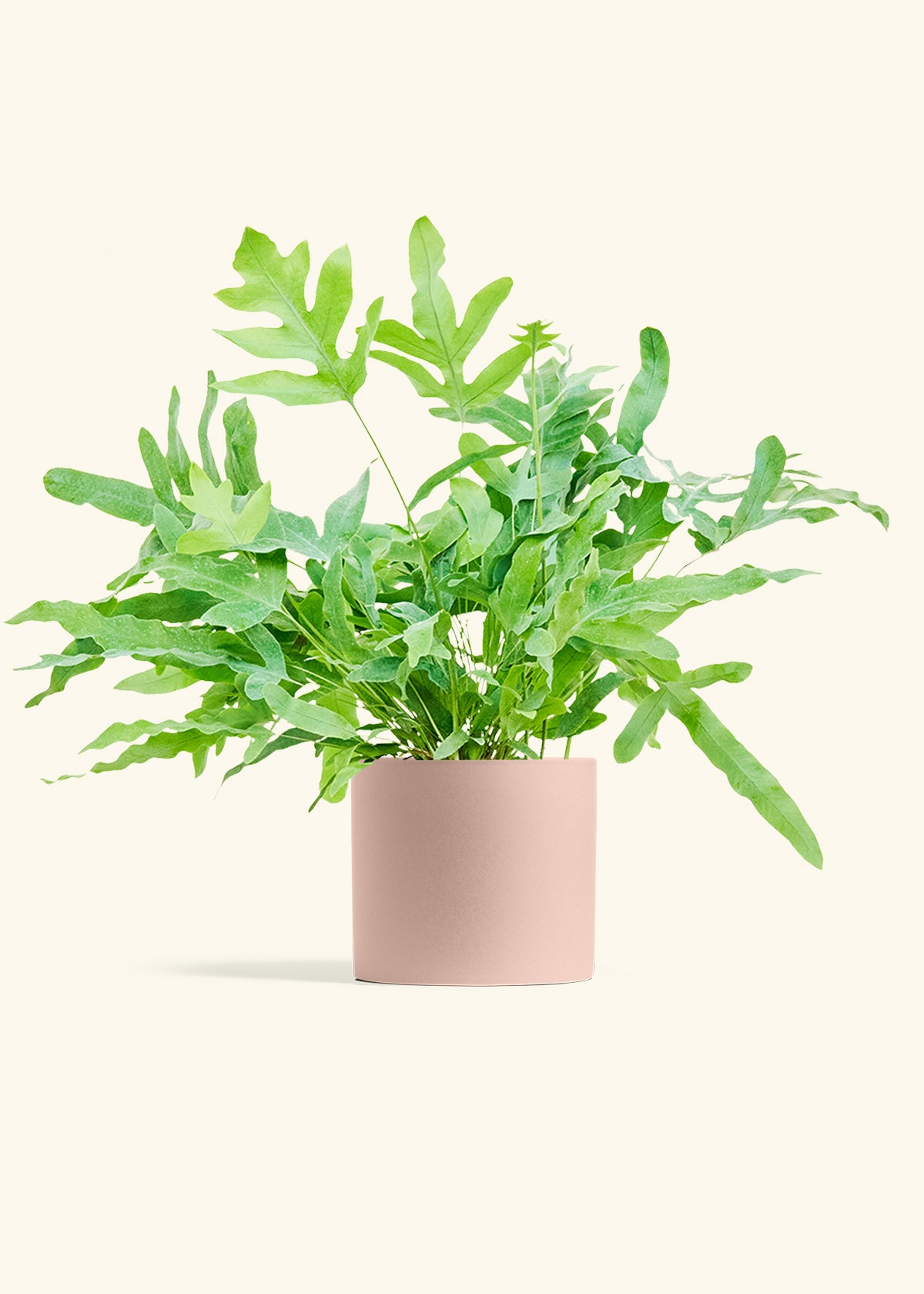 Blue Star Fern in a 6 inches Pink Classic Cylinder Planter