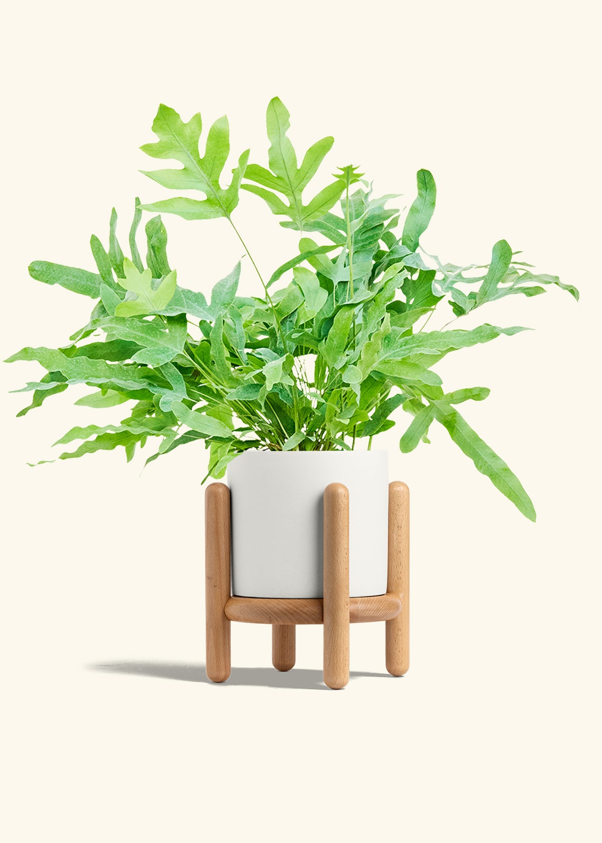 Blue Star Fern in a 6 inches White Classic Cylinder Planter in a Beech Wood Stand