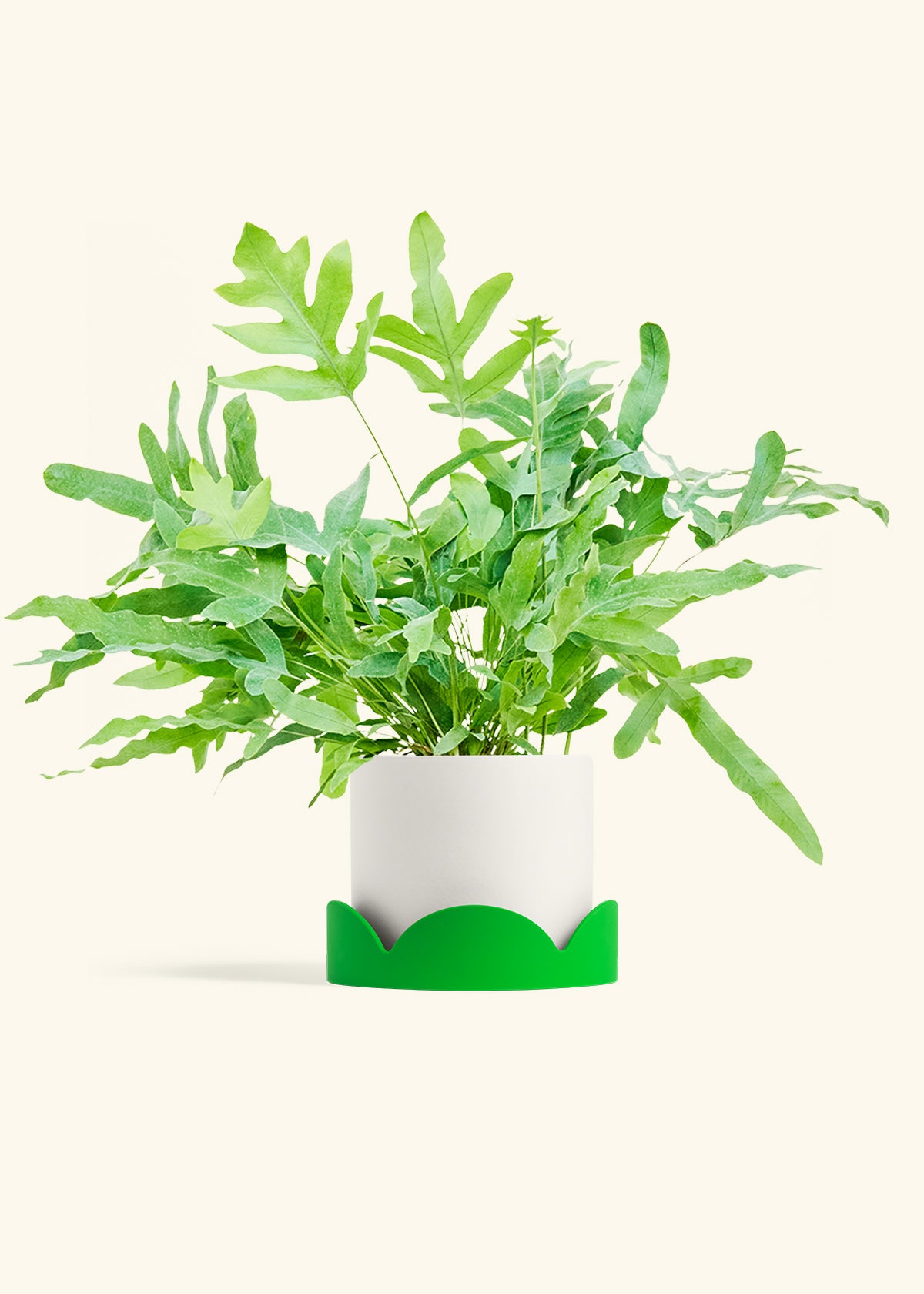 Blue Star Fern in a 6 inches White Classic Cylinder Planter in a Shamrock Petal Drip Tray