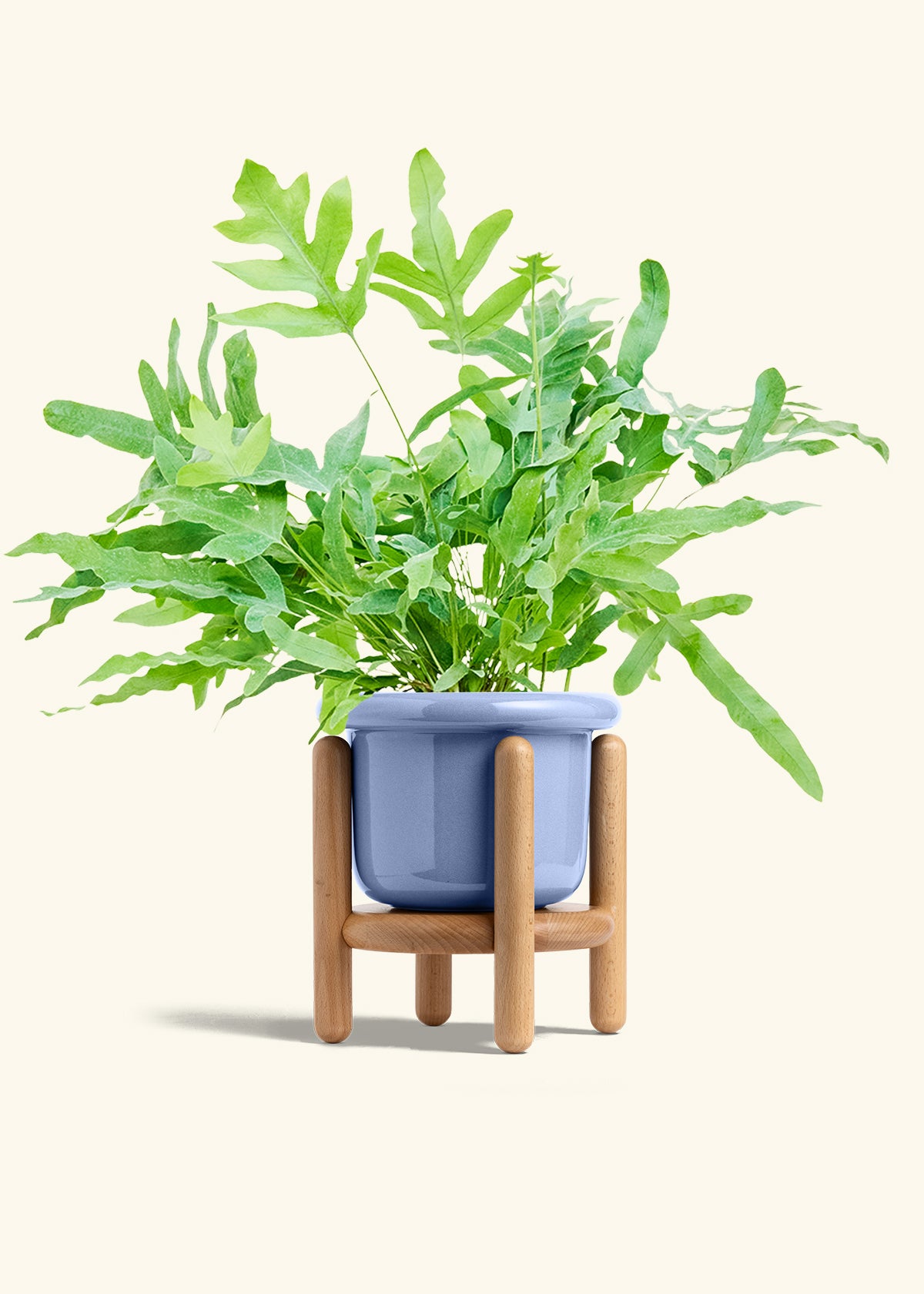 Blue Star Fern in a 6 inches Fat Lip Blue Planter in a Beech Wood Stand