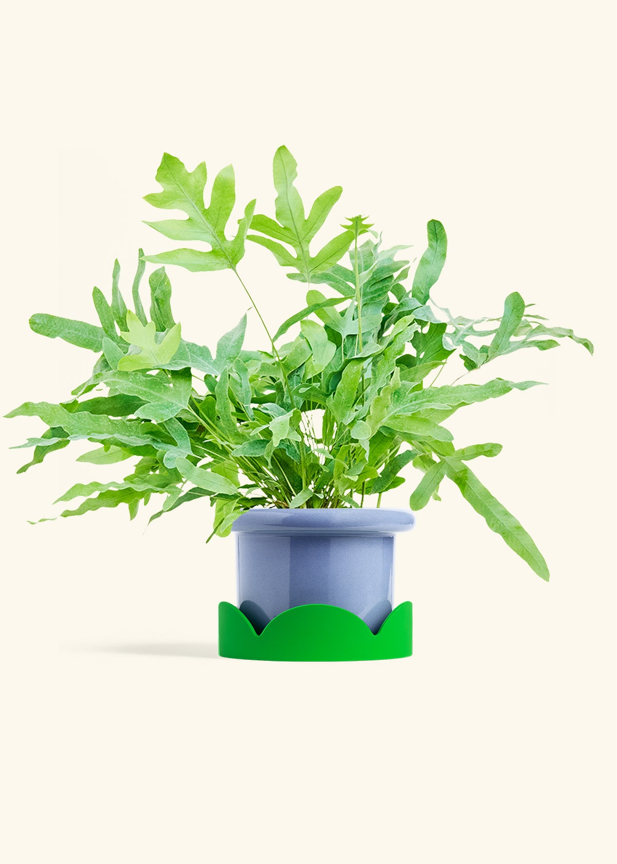 Blue Star Fern in a 6 inches Fat Lip Blue Planter in a Shamrock Petal Drip Tray