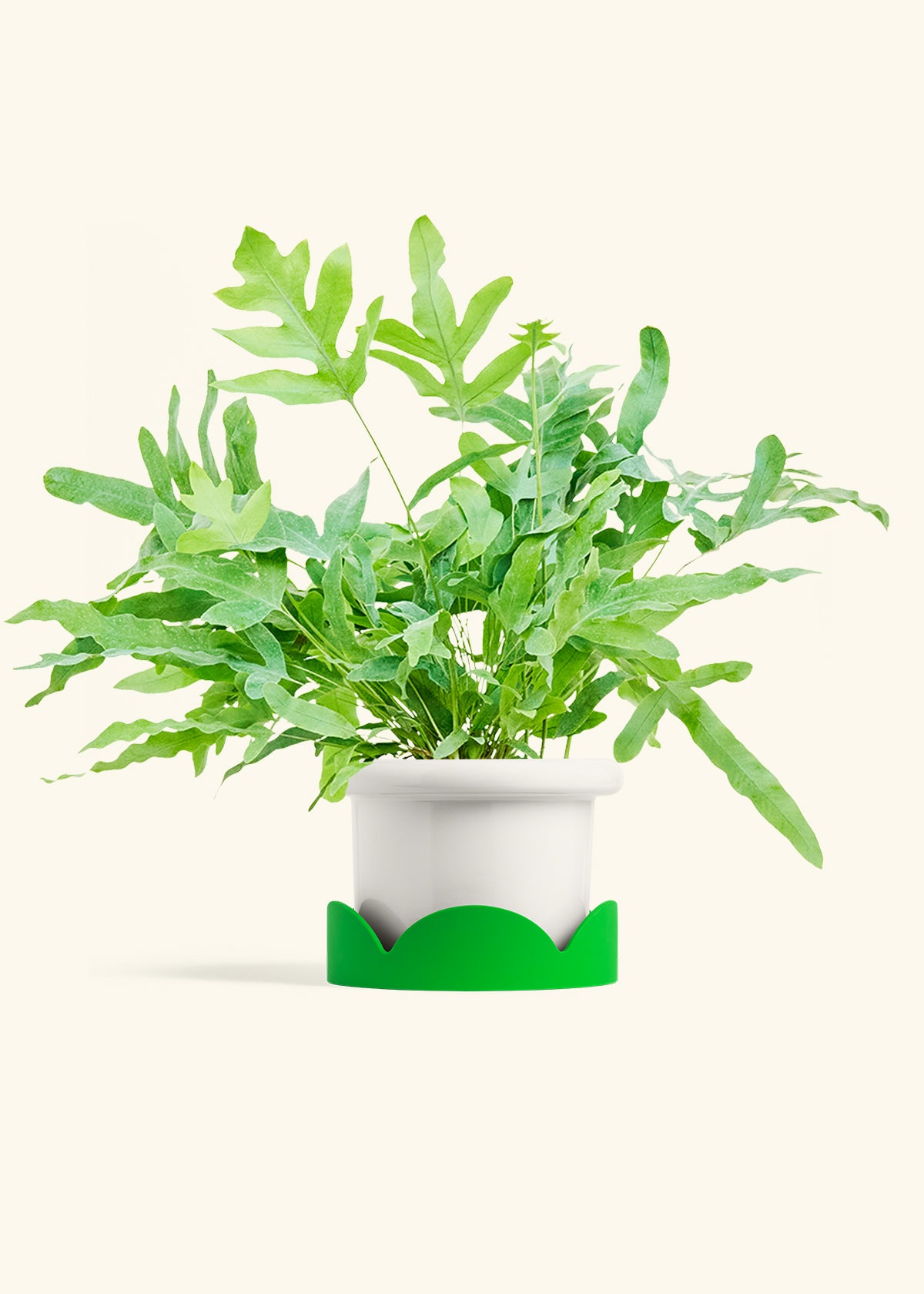 Blue Star Fern in a 6 inches Fat Lip White Planter in a Shamrock Petal Drip Tray