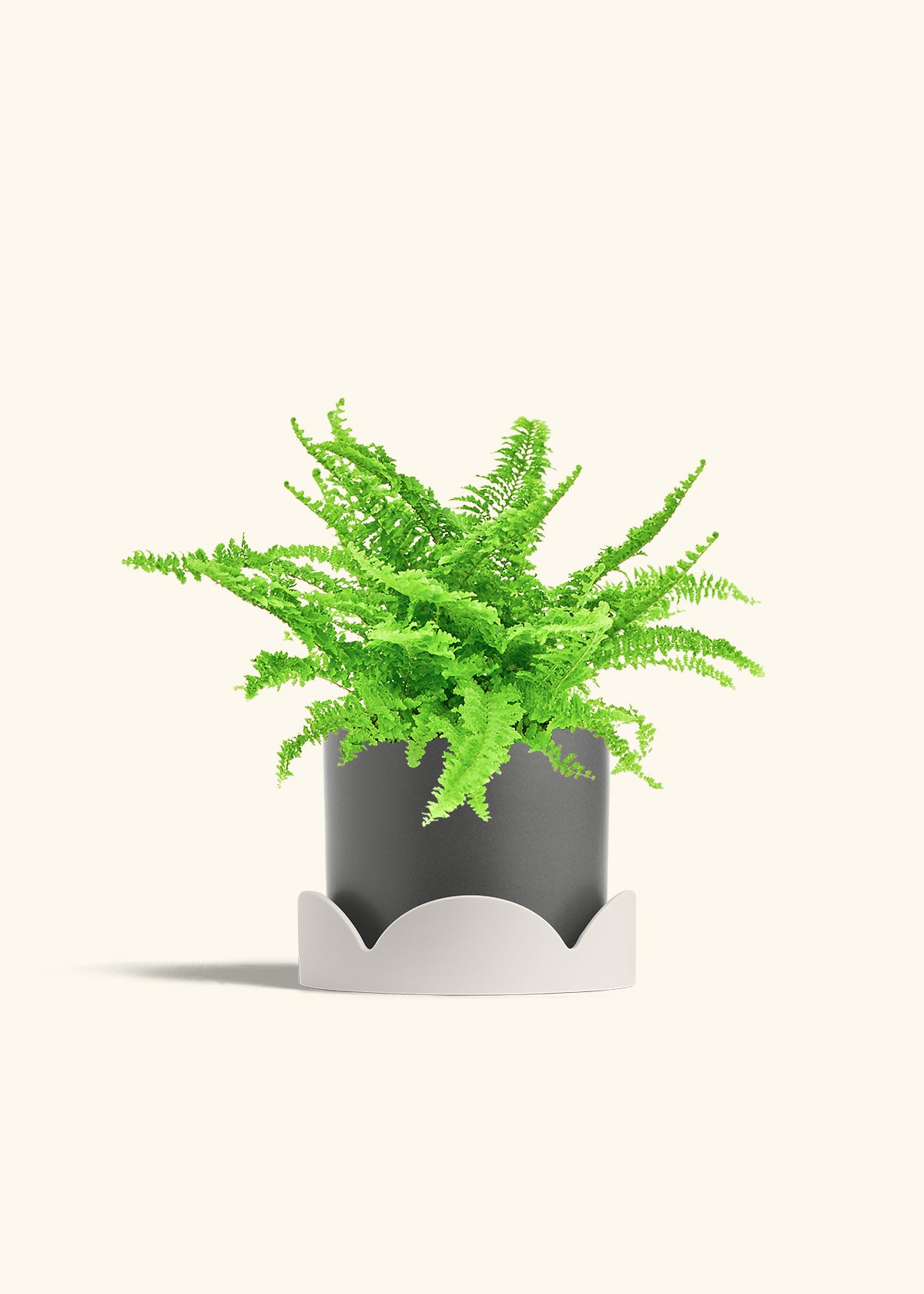 Boston Fern in a 6 inches Charcoal Classic Cylinder Planter in a Shamrock Petal Drip Tray