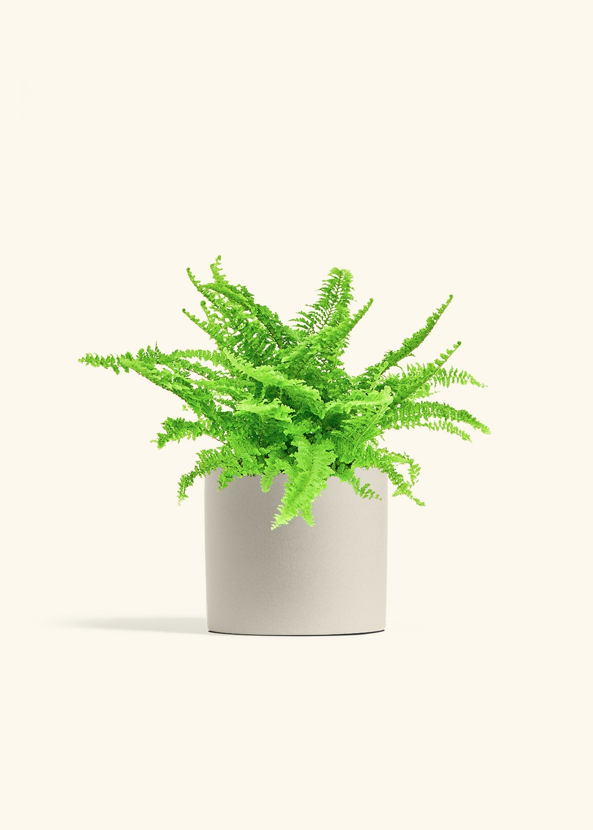 Boston Fern in a 6 inches Oat Classic Cylinder Planter in a Oat Petal Drip Tray